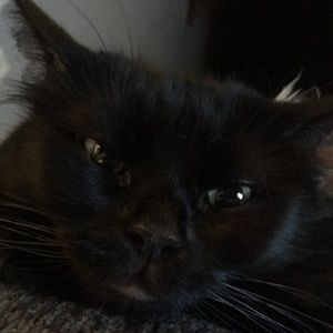 Meet your Posher, Sav